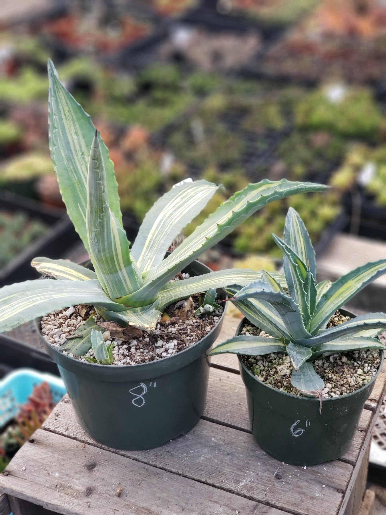 agave striata winterhart Agave Striata