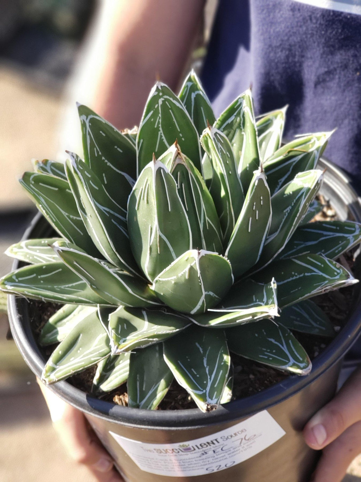 Agave Variegated Victoria Reginae-Succulent - Large - Exact-The Succulent Source