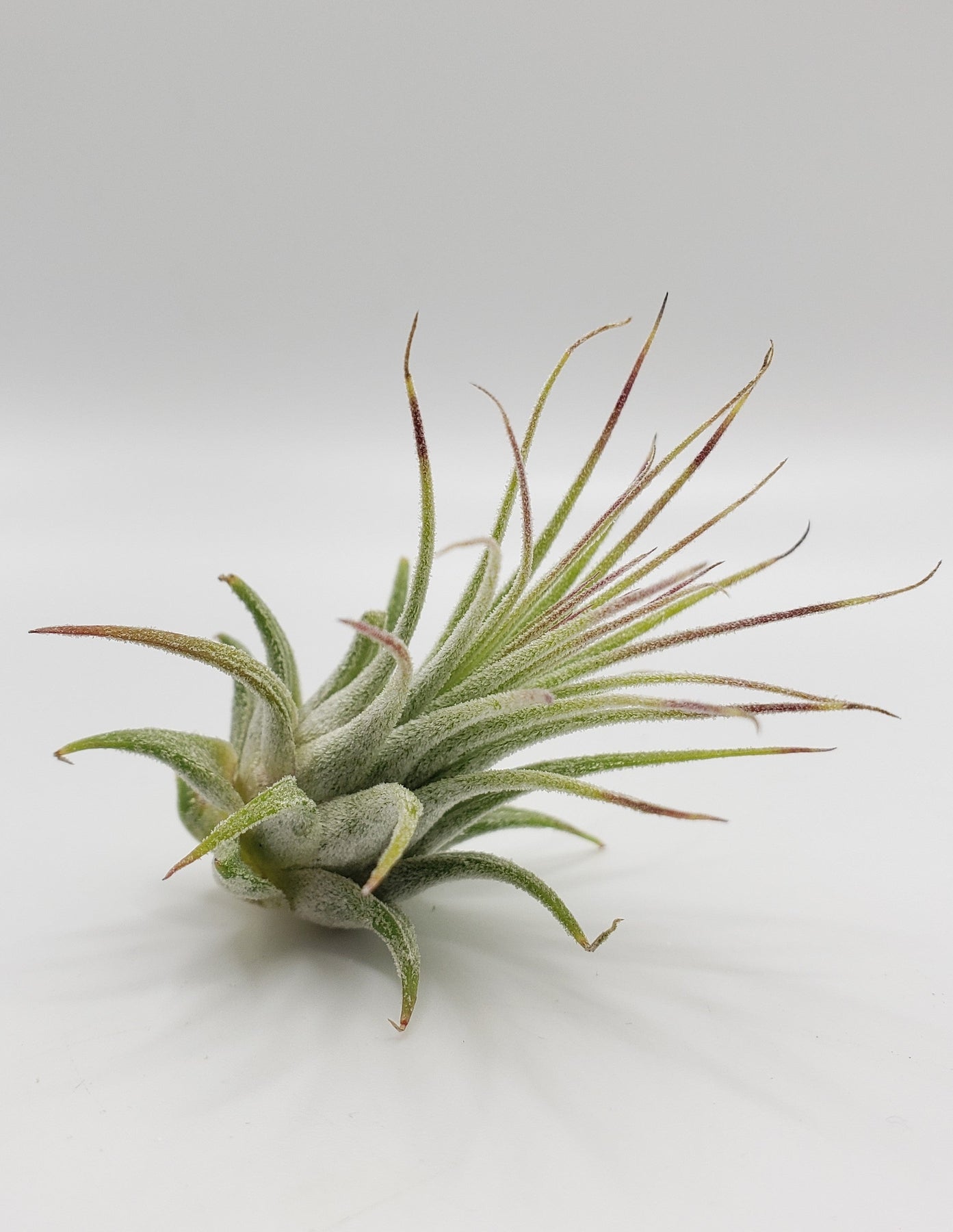 Air Plants-Air Plant-The Succulent Source