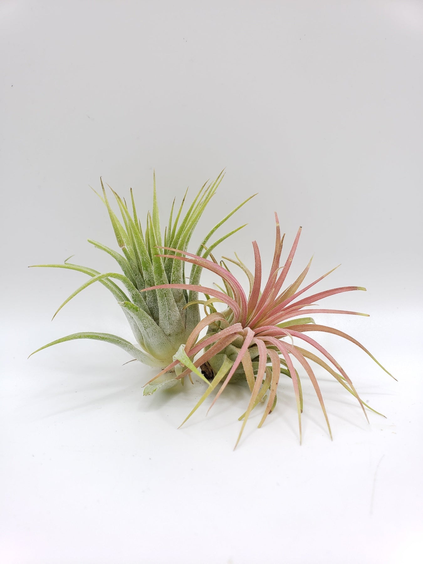 Air Plants-Air Plant-The Succulent Source