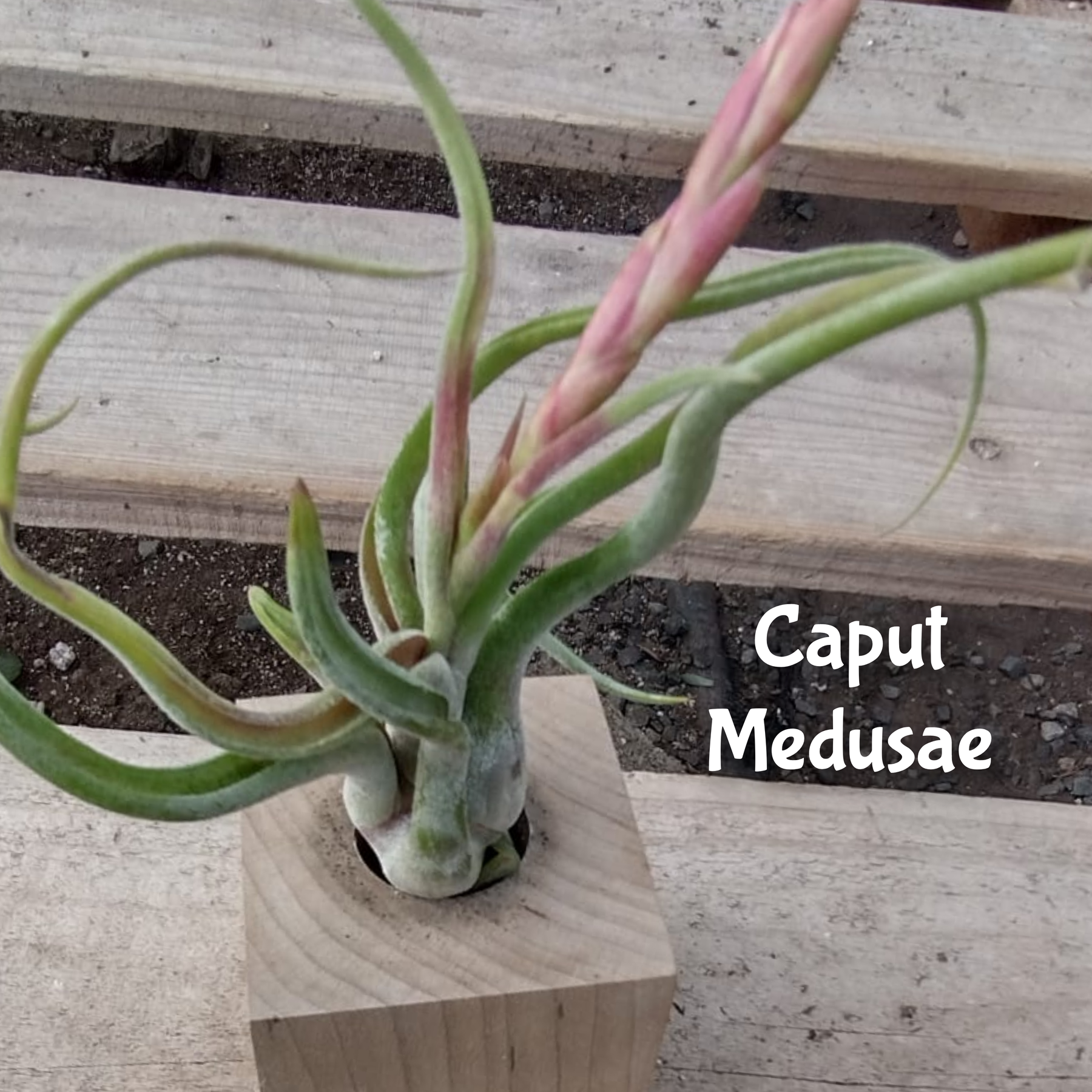 Air Plants-Air Plant-The Succulent Source