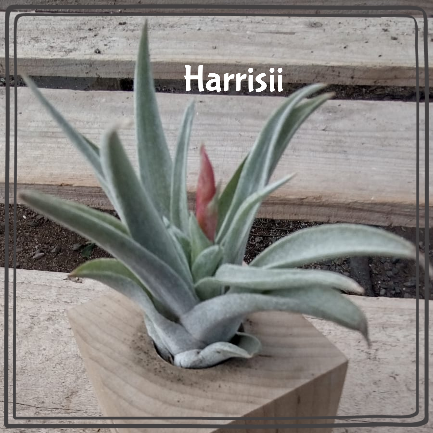Air Plants-Air Plant-The Succulent Source