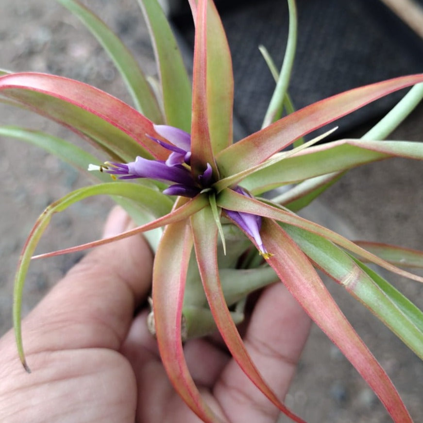 Air Plants-Air Plant-The Succulent Source