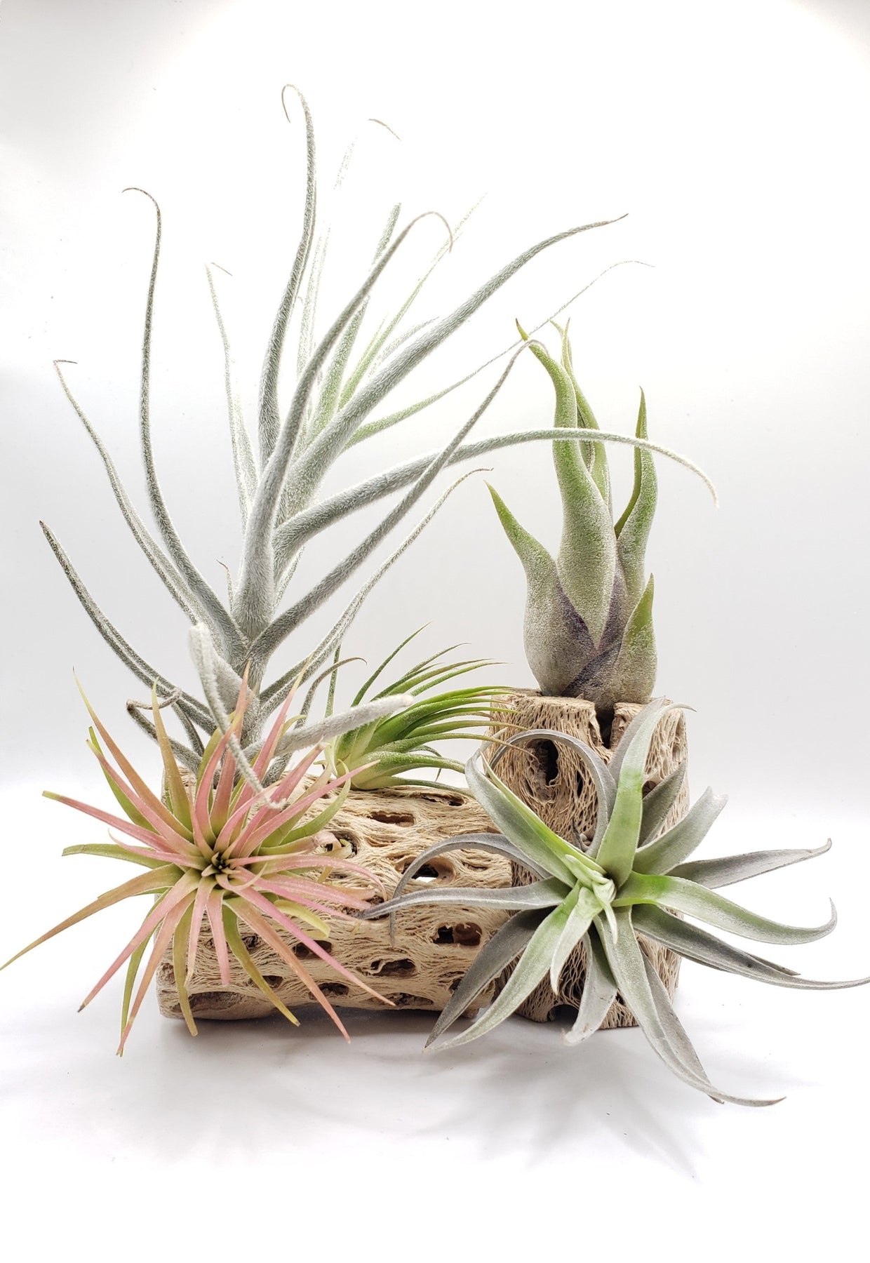 Air Plants-Air Plant-The Succulent Source