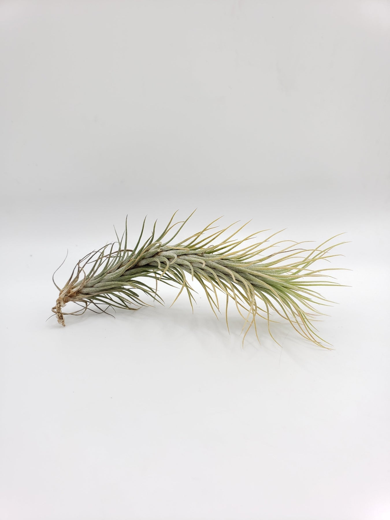 Air Plants-Air Plant-The Succulent Source