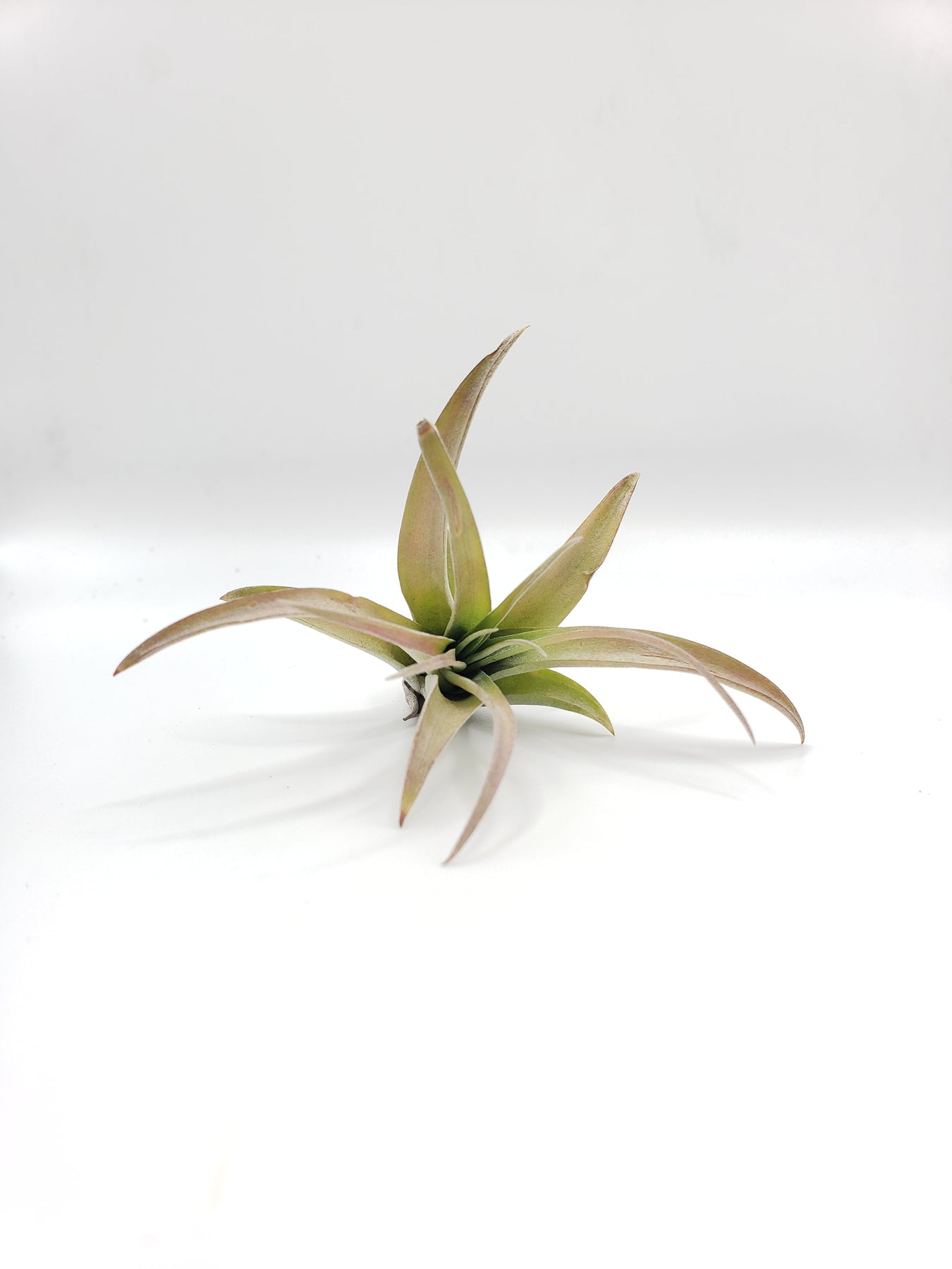 Air Plants-Air Plant-The Succulent Source