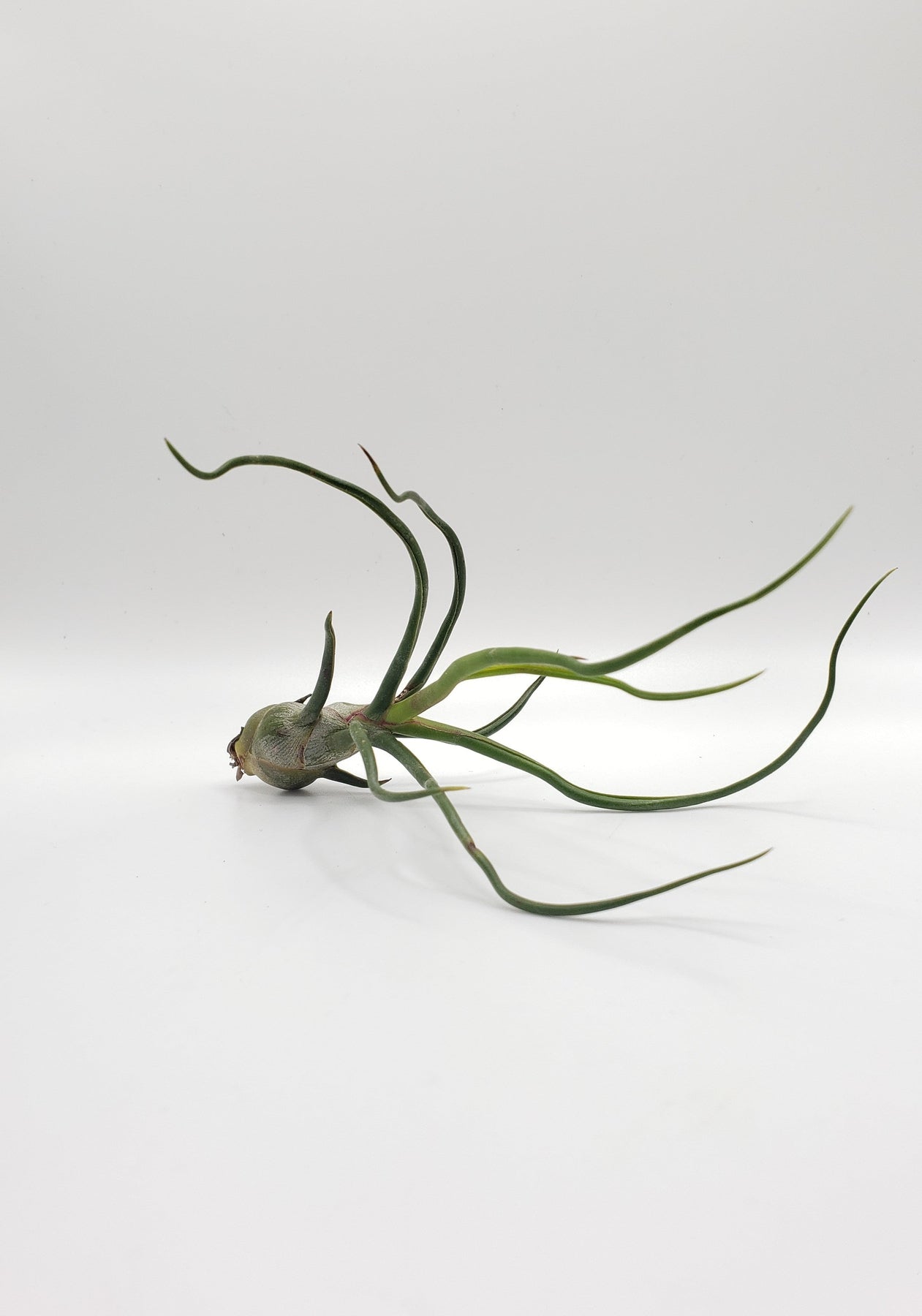 Air Plants-Air Plant-The Succulent Source