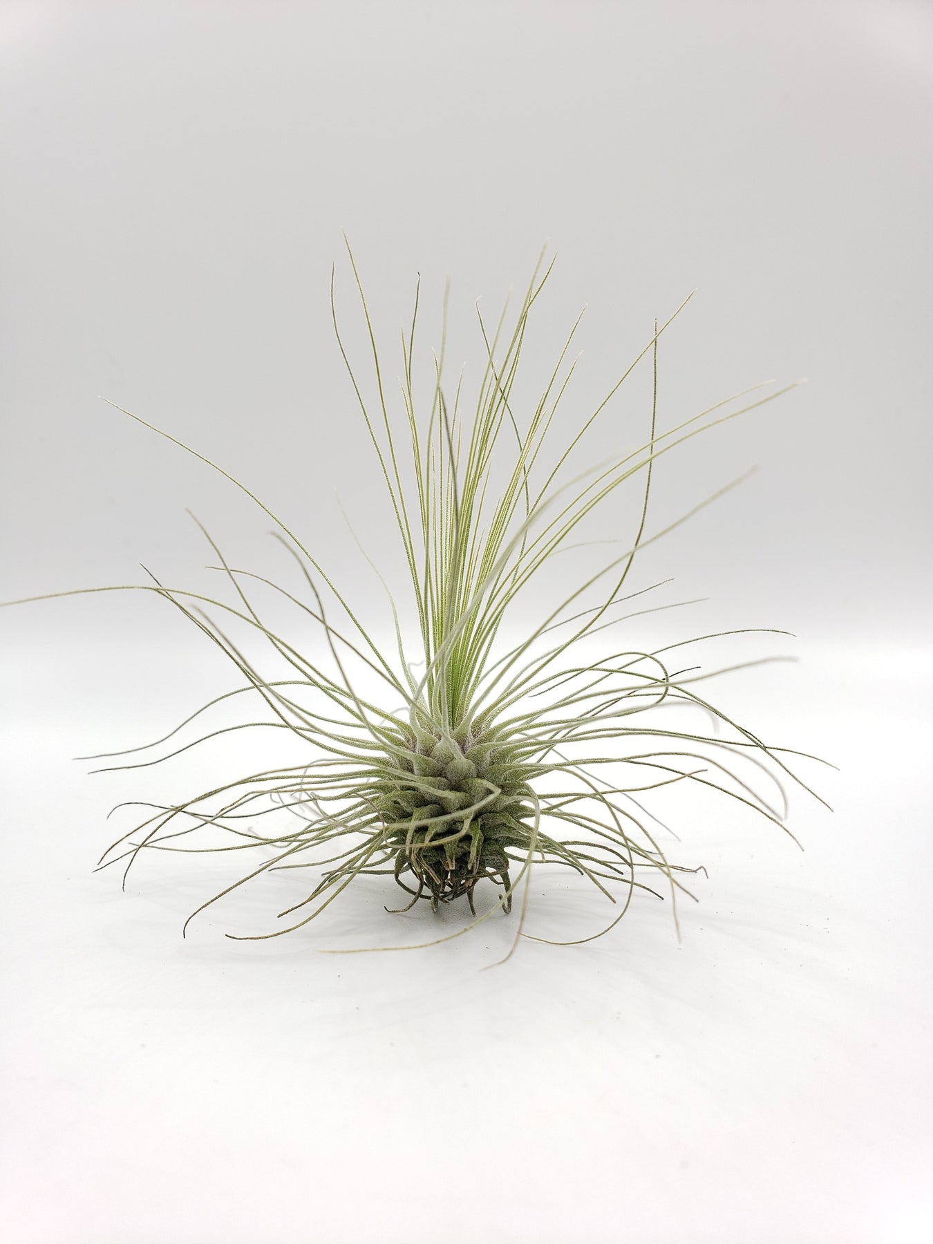 Air Plants-Air Plant-The Succulent Source