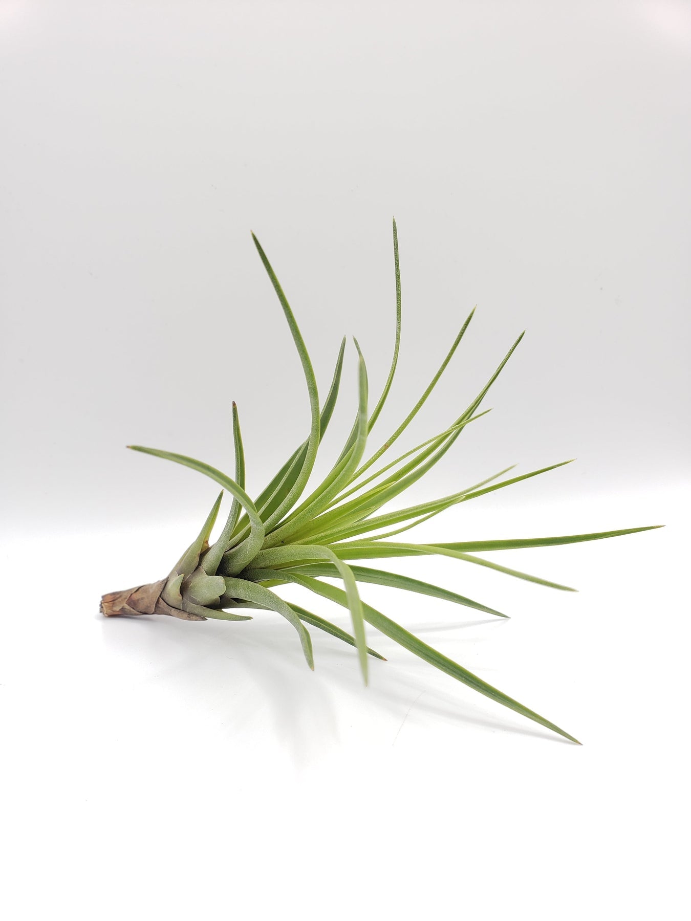 Air Plants-Air Plant-The Succulent Source