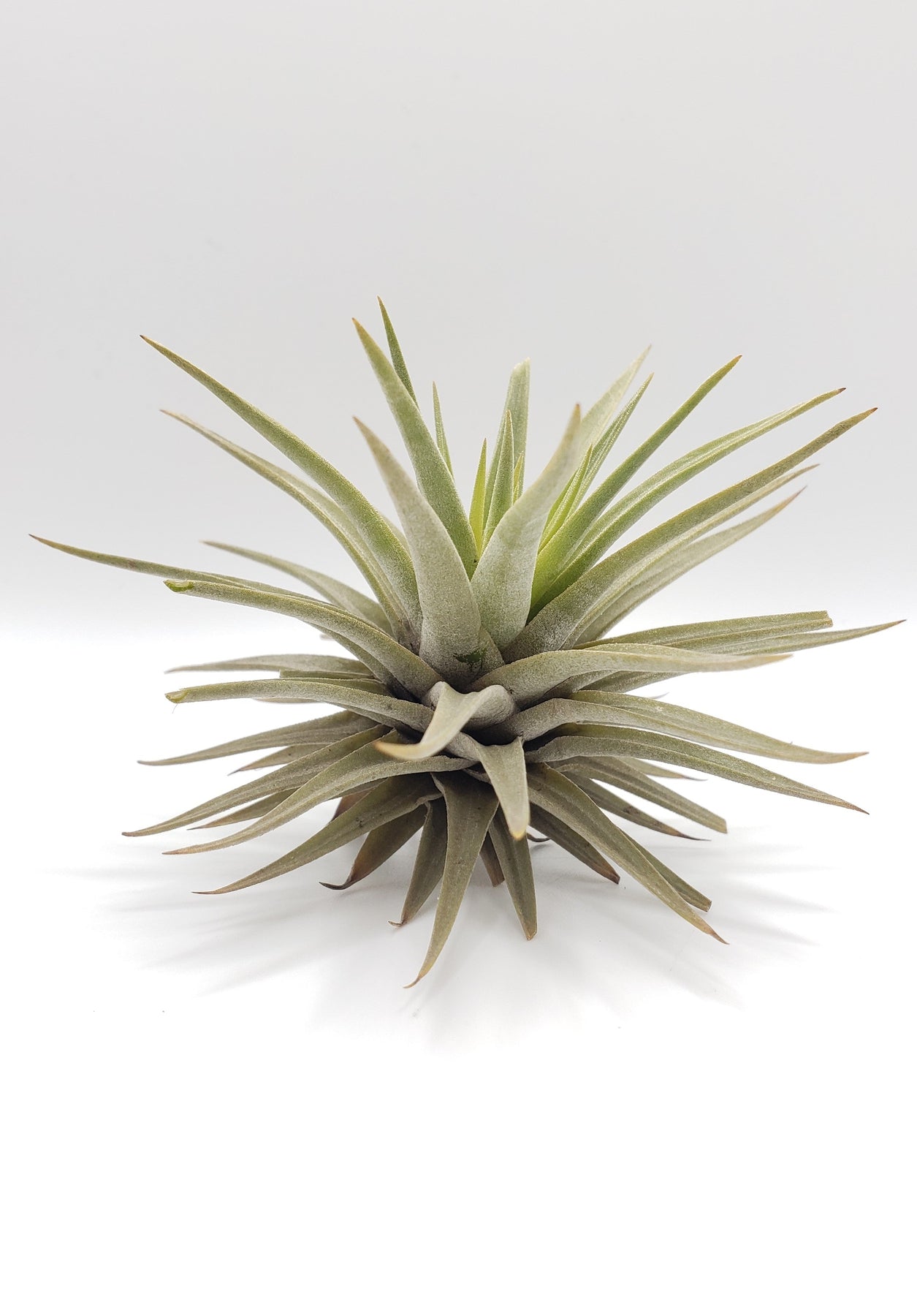 Air Plants-Air Plant-The Succulent Source