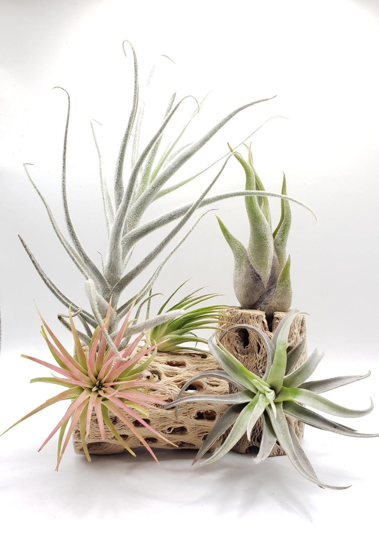 where to buy air plant Air Plants Tillandsia araujei Purple star 3"