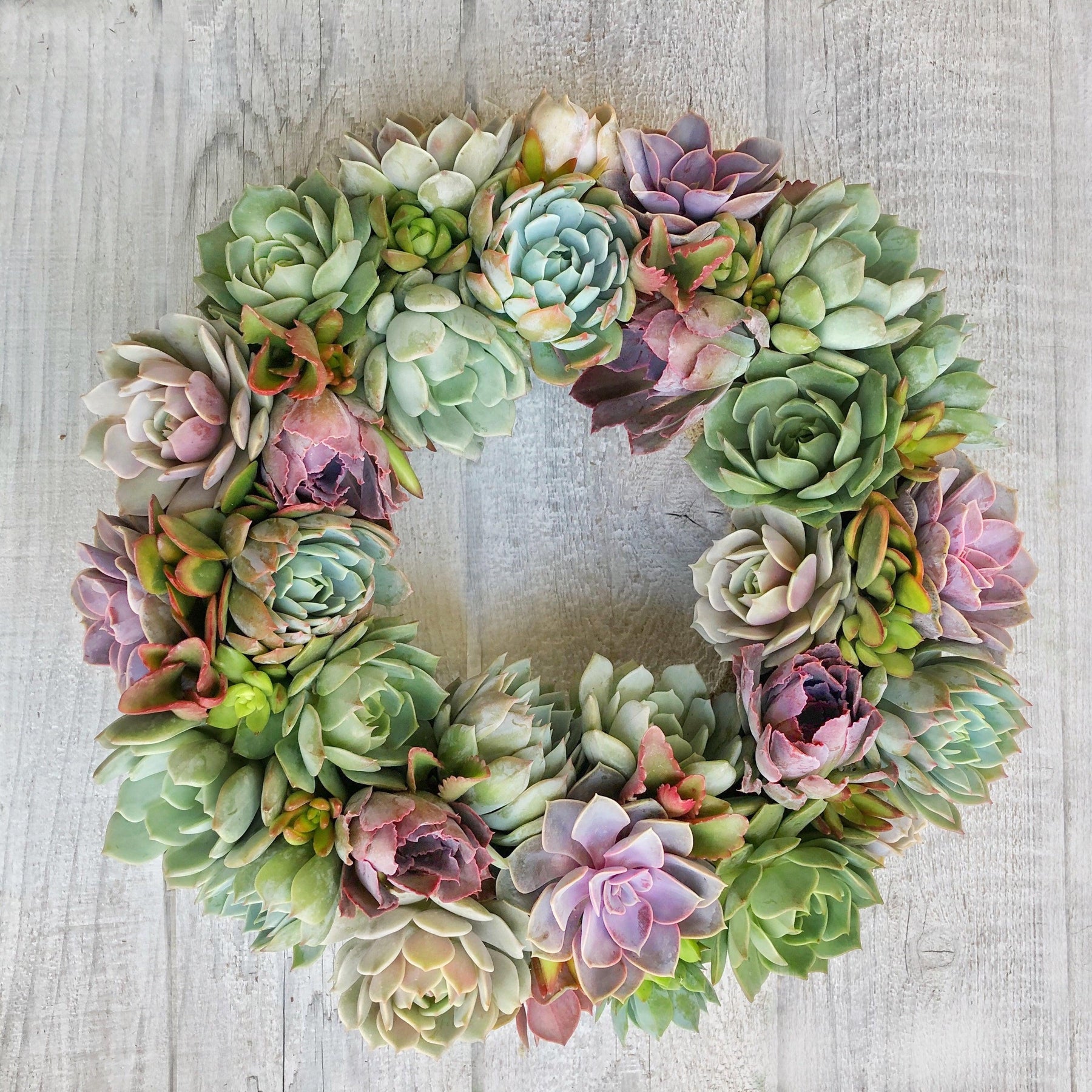 Aleida Succulent Wreath.