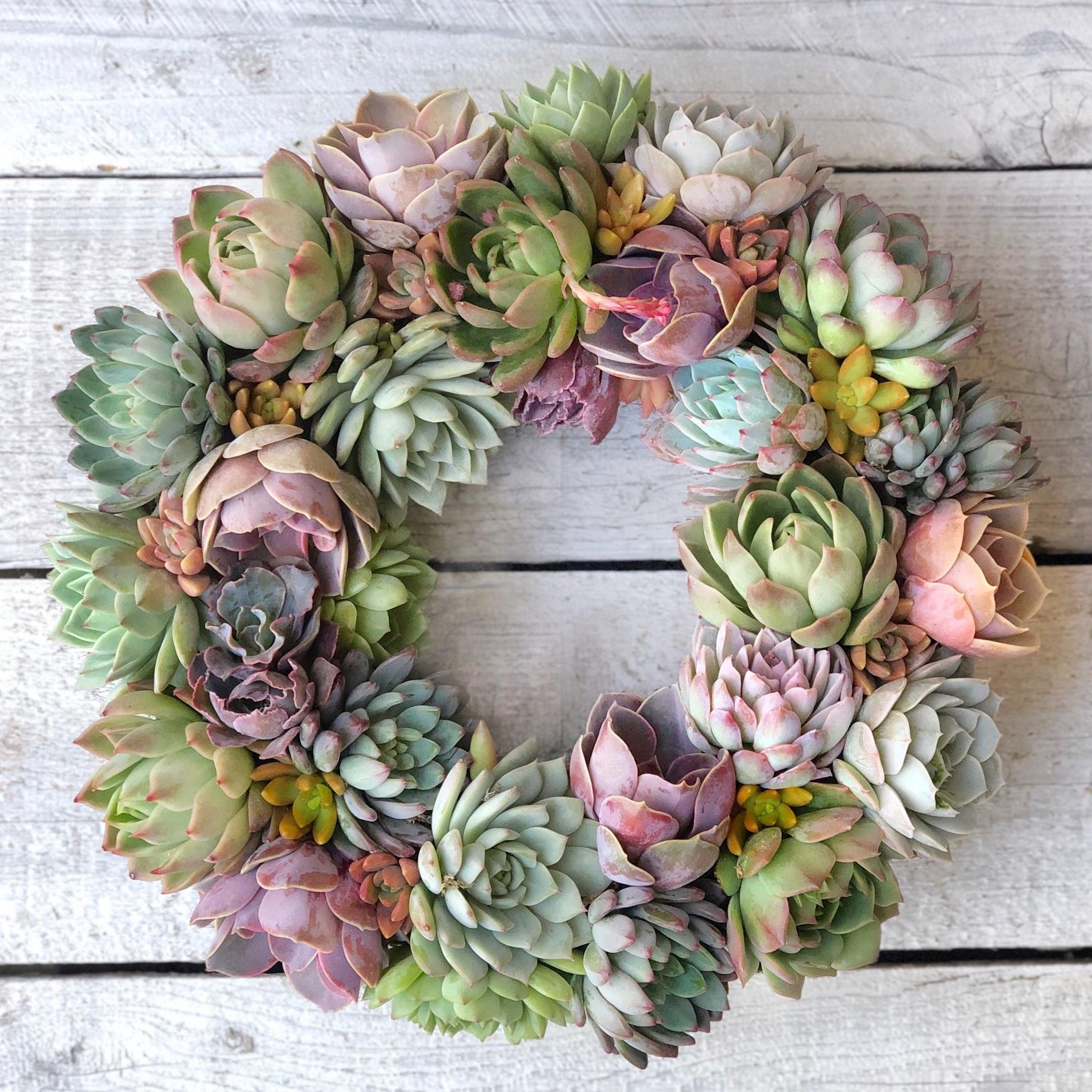 Aleida Succulent Wreath.