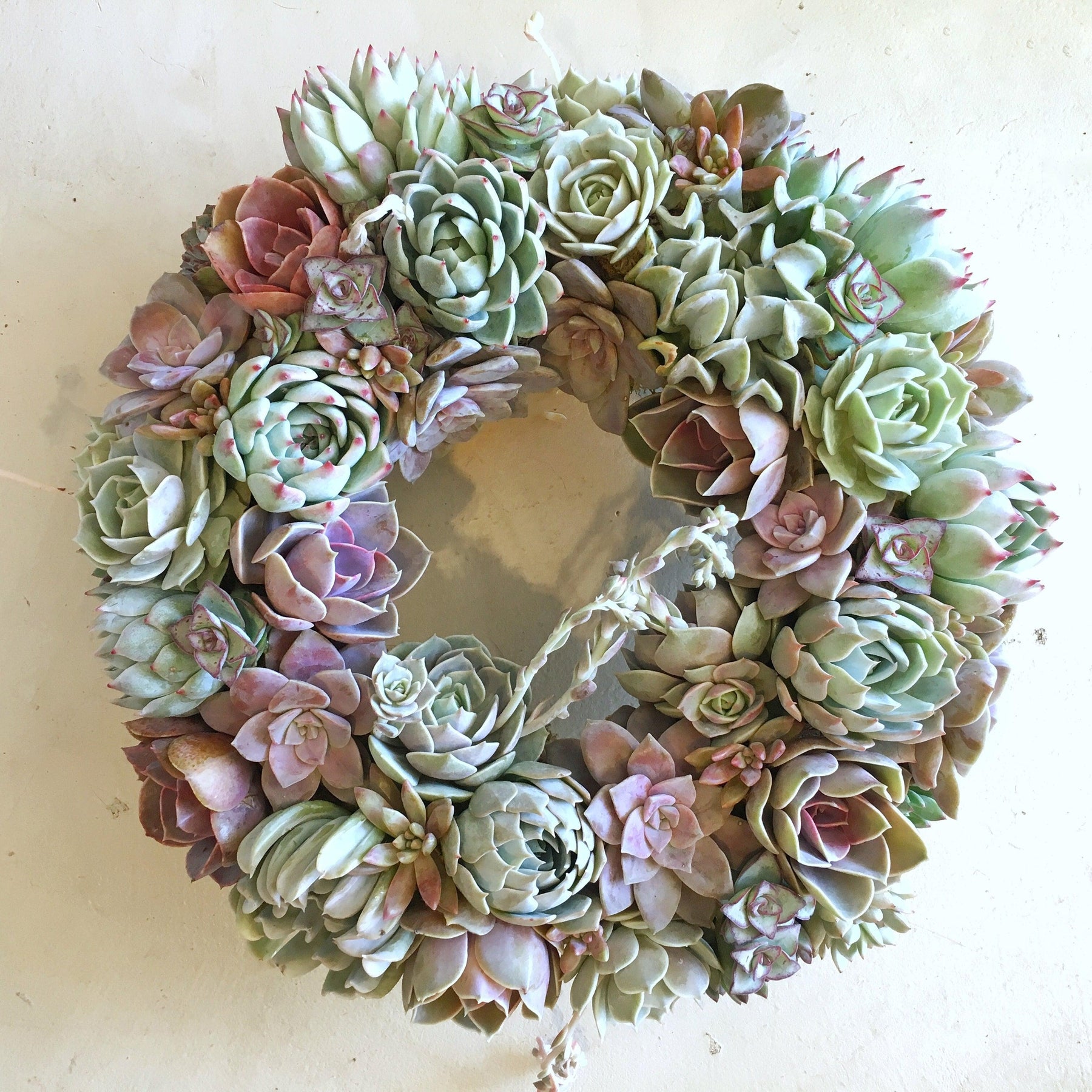 Aleida Succulent Wreath.