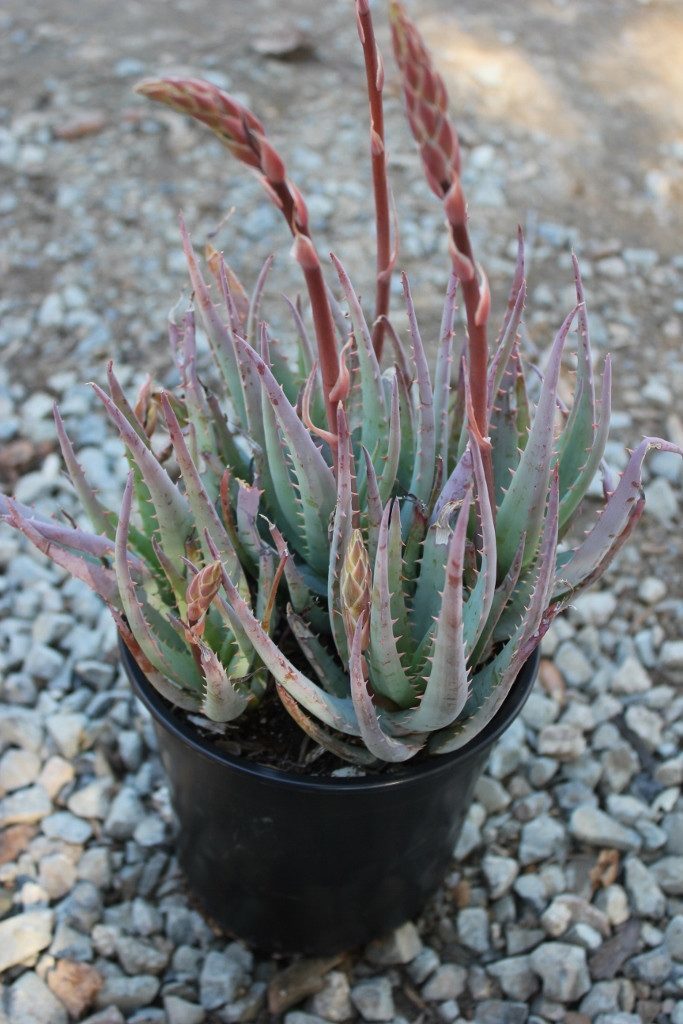 Aloe Blue Elf bulk wholesale succulent prices at the succulent source - 1