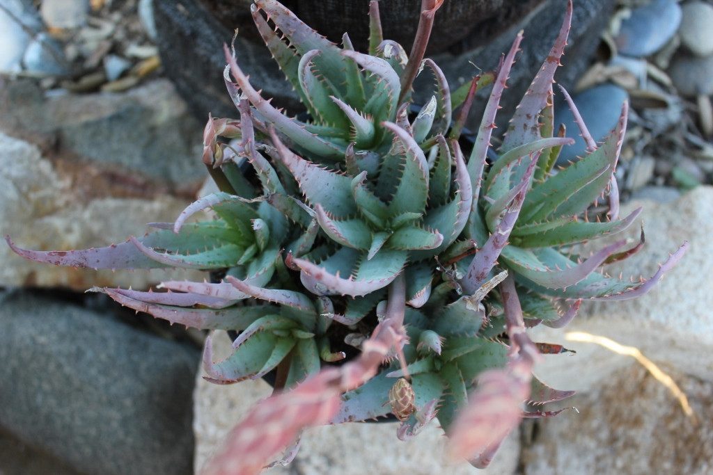 Aloe Blue Elf bulk wholesale succulent prices at the succulent source - 3