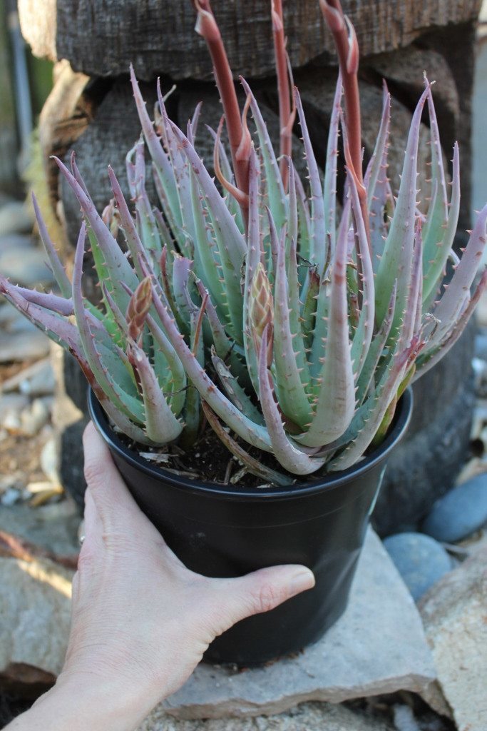 Aloe Blue Elf bulk wholesale succulent prices at the succulent source - 4