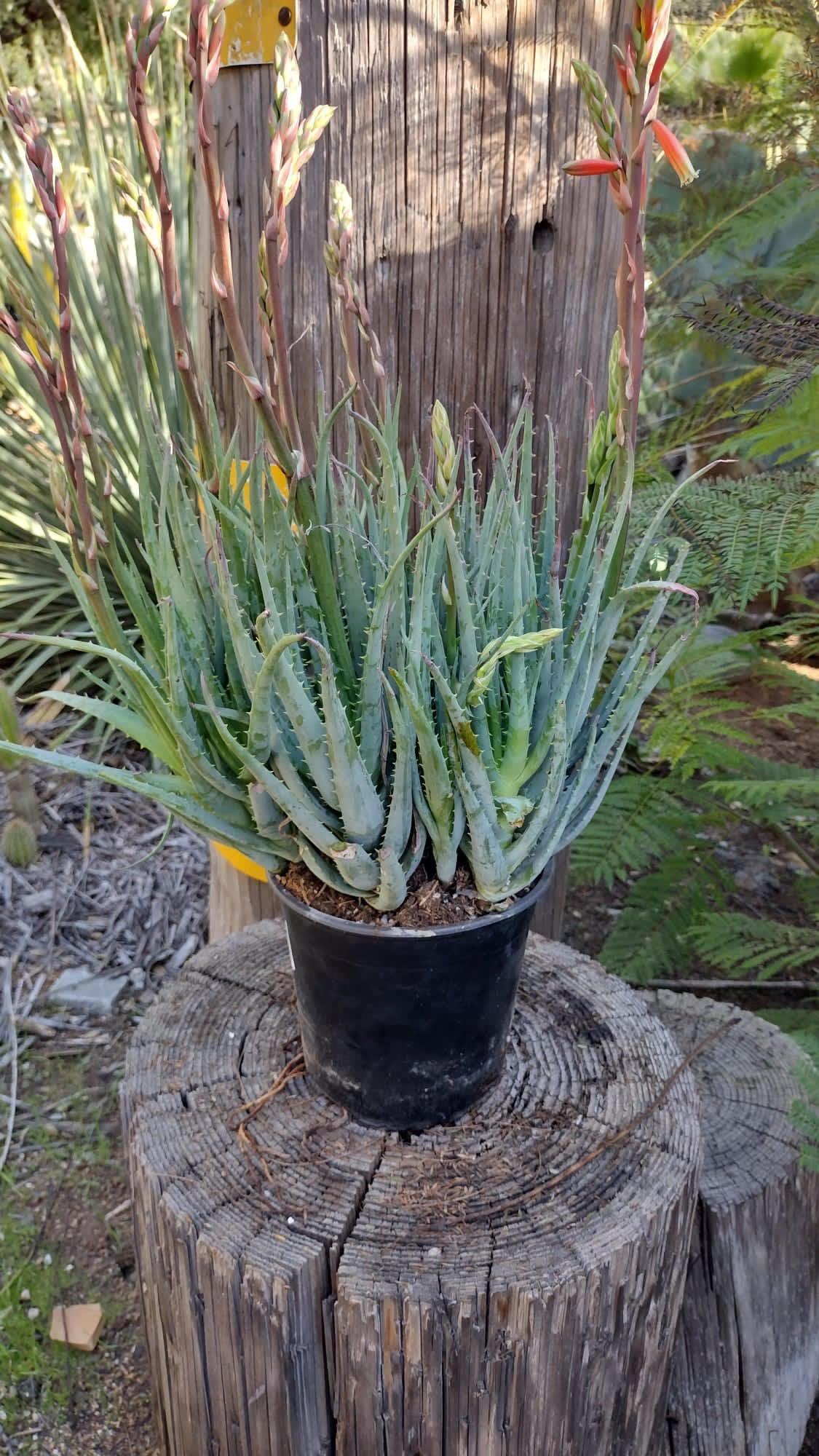 Aloe Blue Elf-Succulent - Large-The Succulent Source