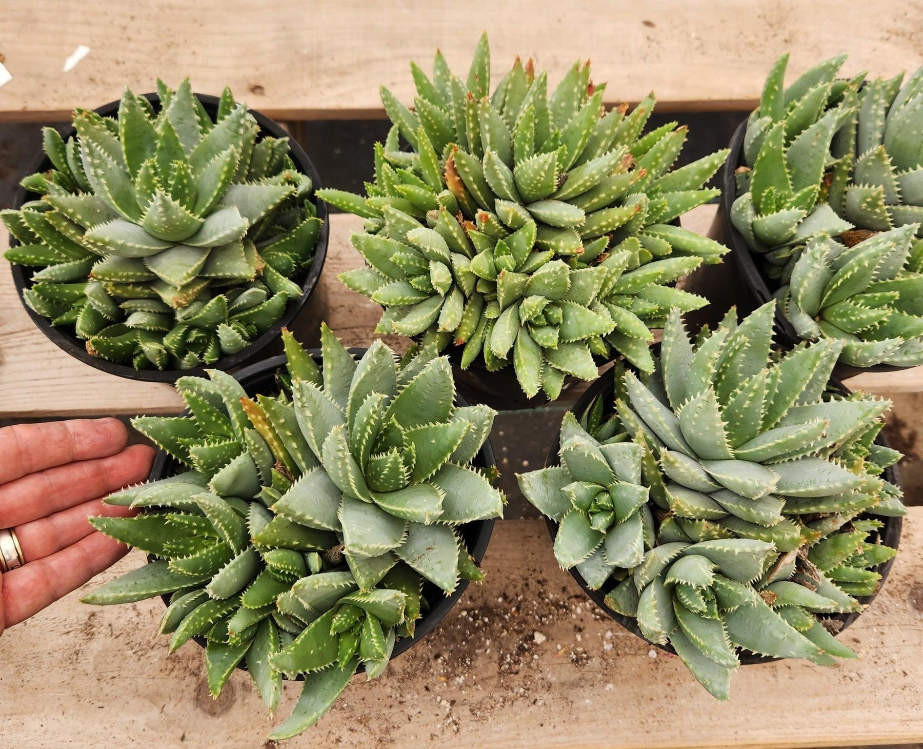 Aloe Brevifolia - "Crocodile Plant"-Succulent - Large-The Succulent Source