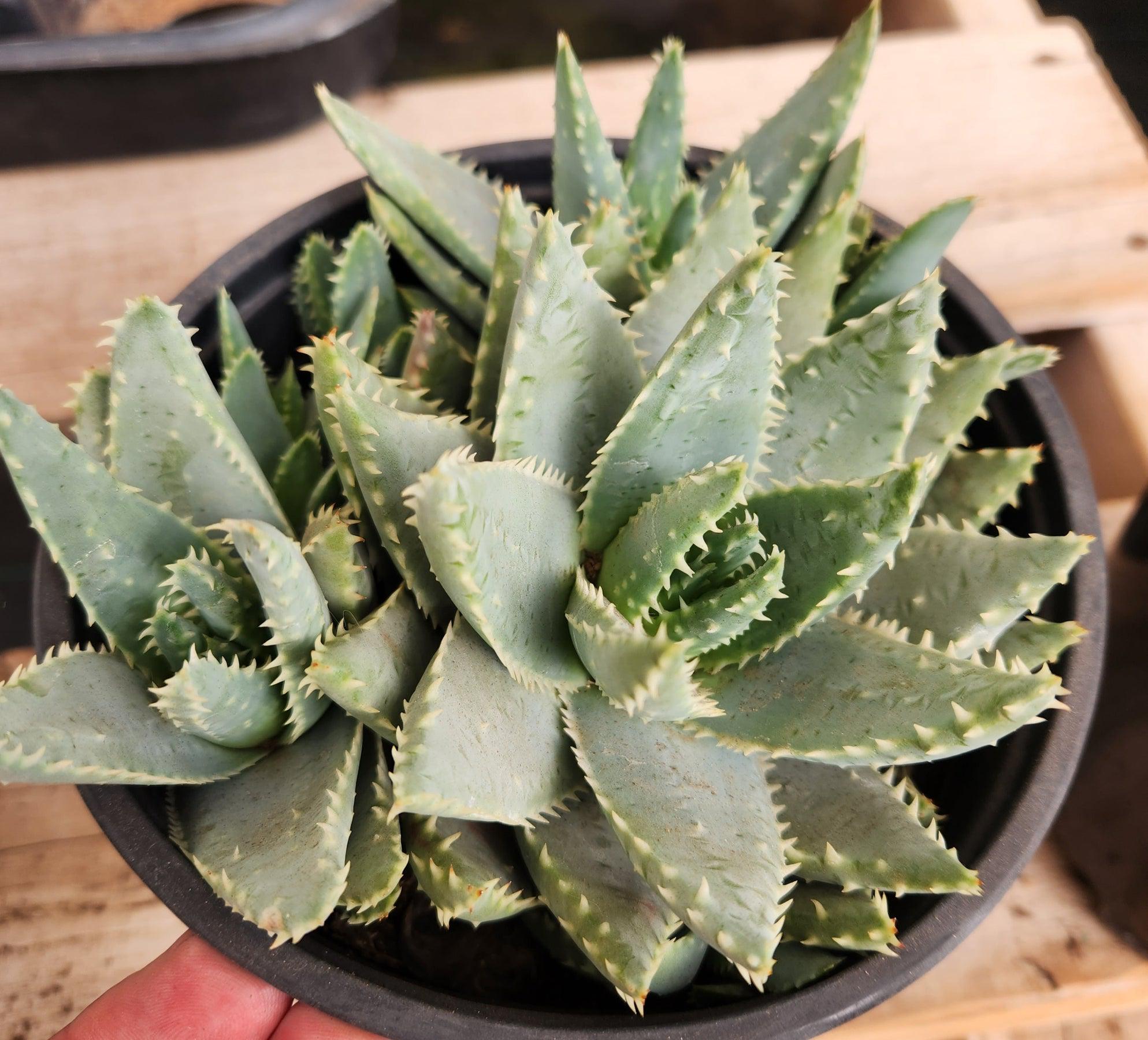 alligator jaw succulent Aloe Brevifolia
