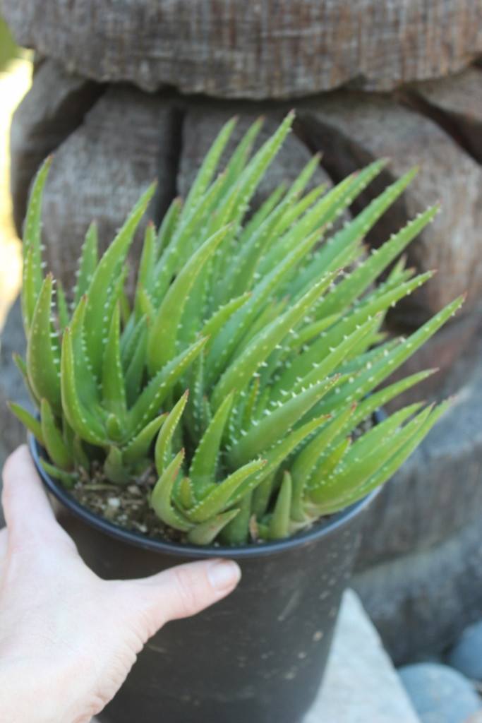 Aloe - "Crosby's Prolific" bulk wholesale succulent prices at the succulent source - 3