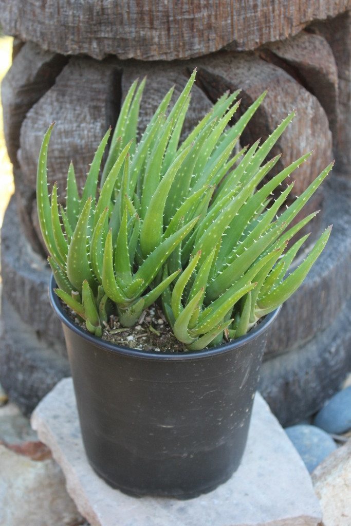 prolific succulents Aloe