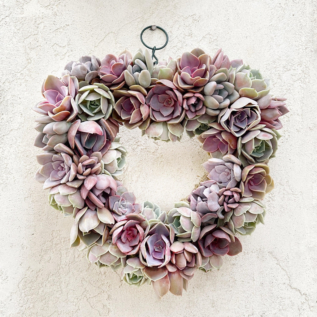 Angelique Heart-Shaped Succulent Wreath - Wedding Succulent Favors for Sale  Bulk Succulents