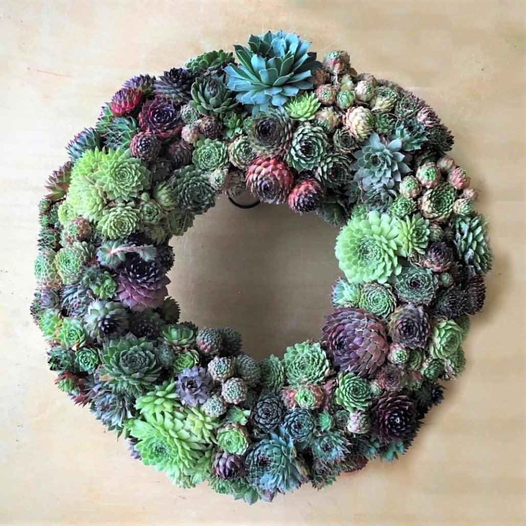succulent wreath christmas Succulent Arrangement