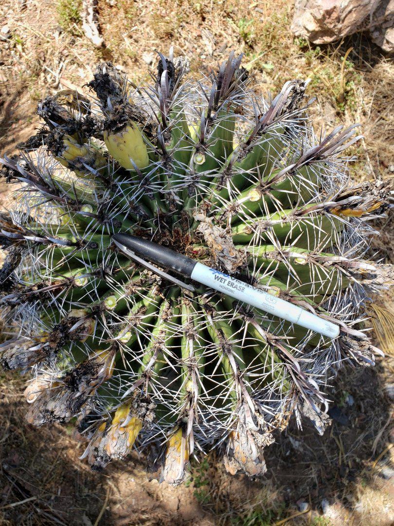 Barrel Cactus Seeds Ferocactus Fishhook - 100 Count