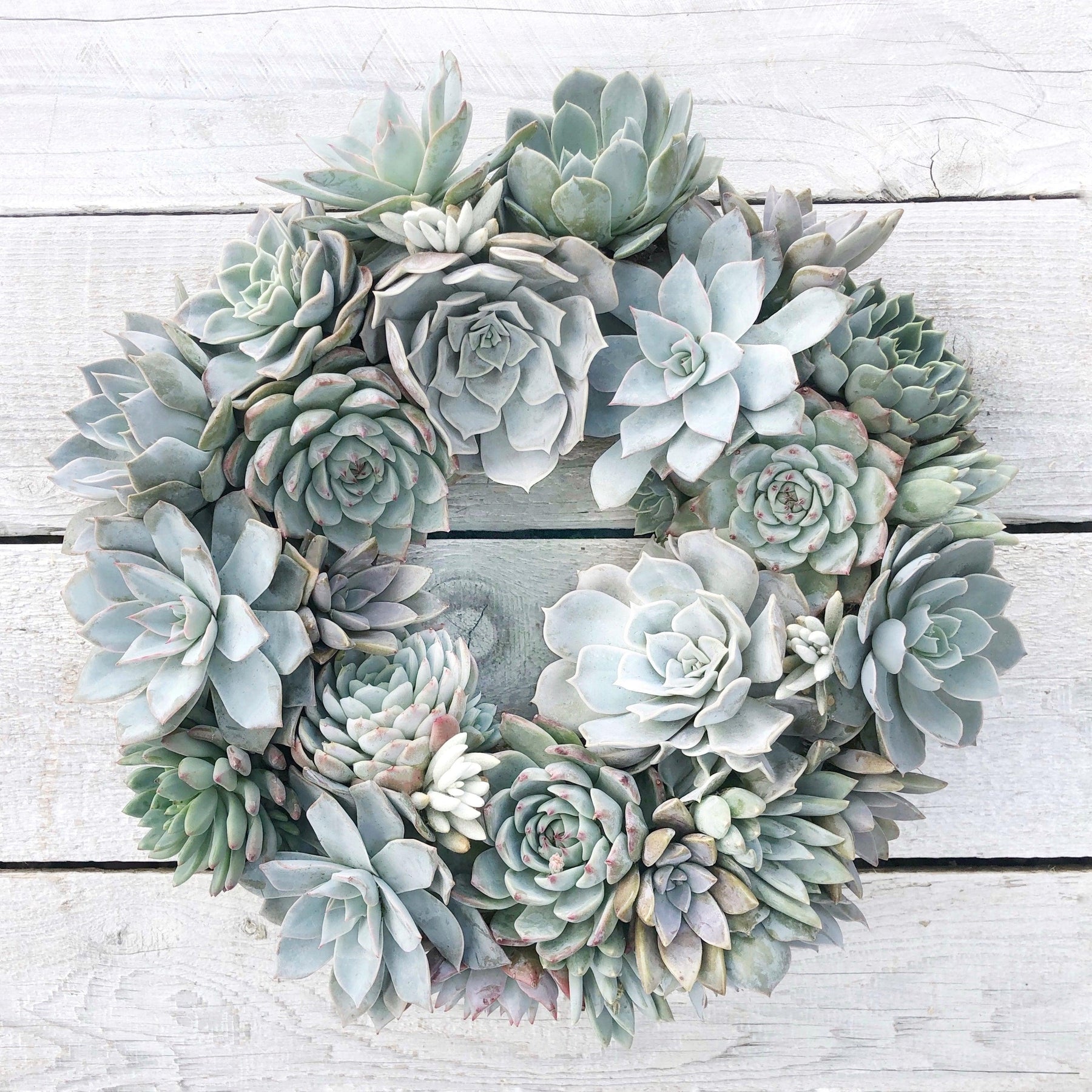 outdoor succulent wreath Succulent Arrangement