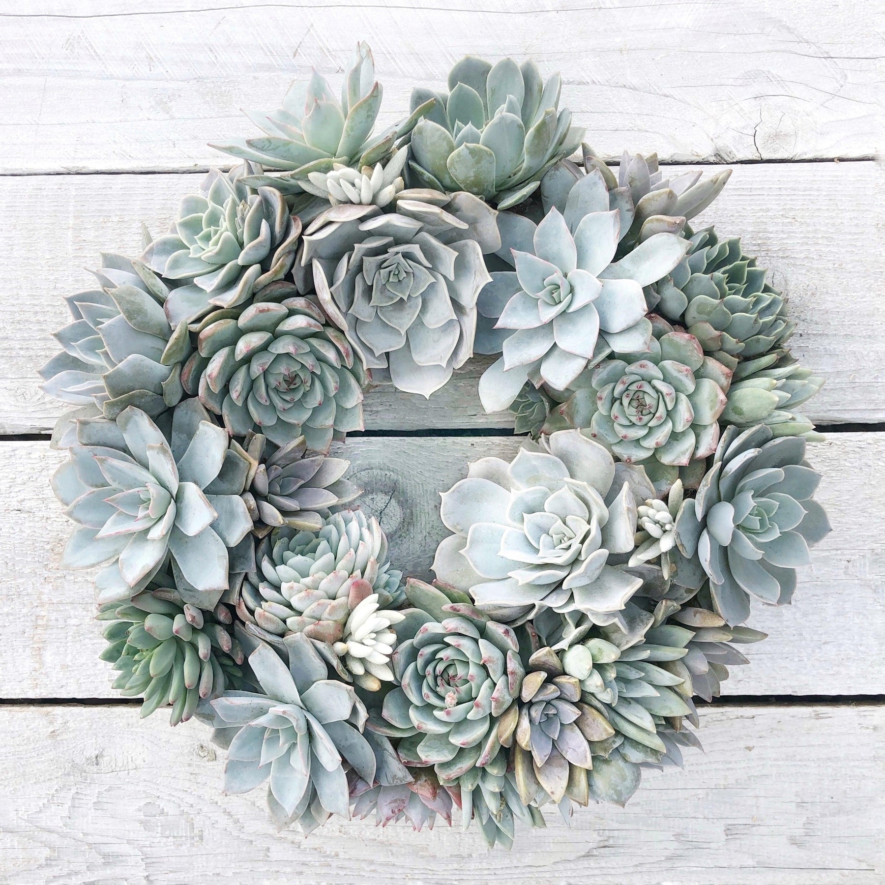 Brooke Shades of Blue Succulent Wreath.