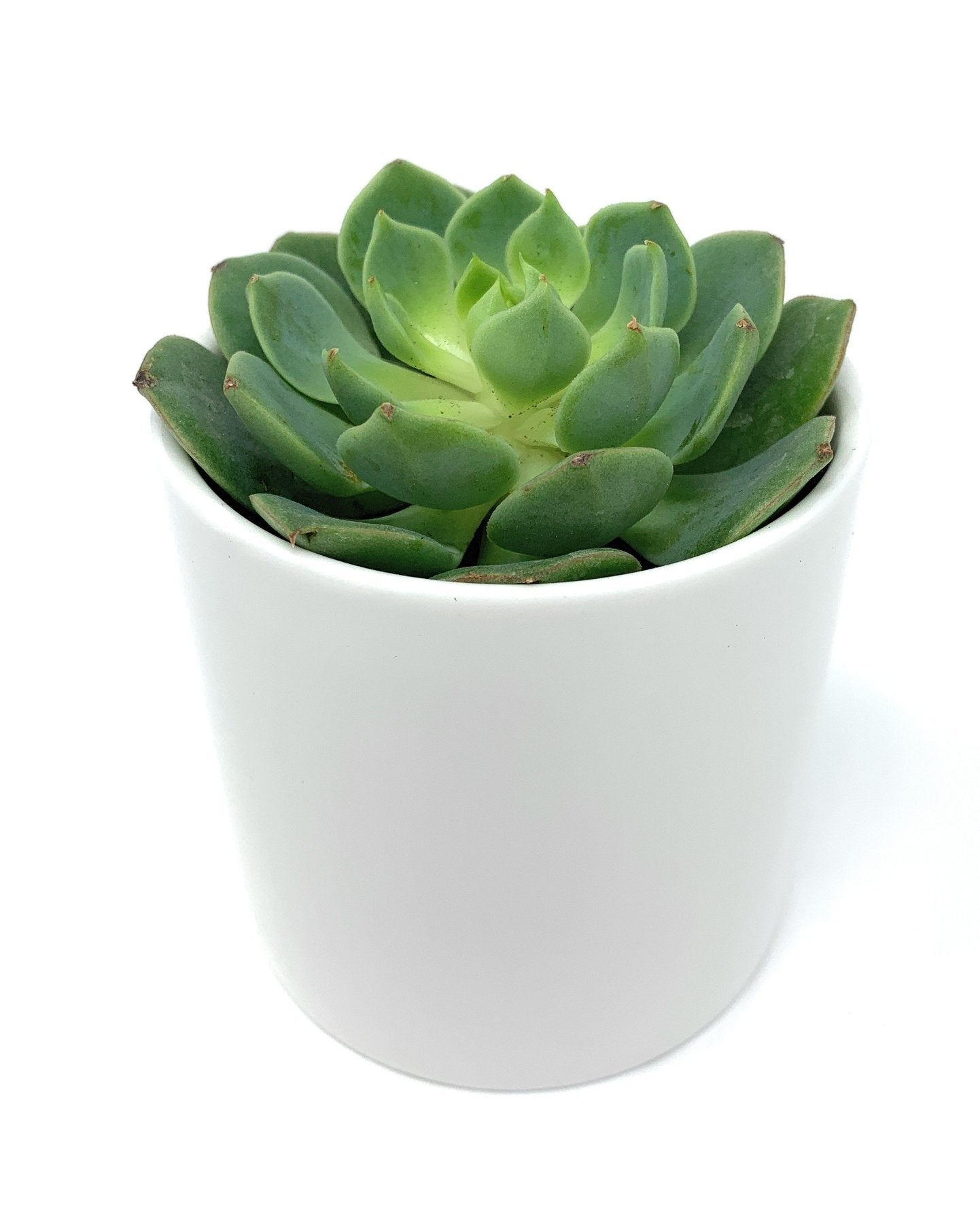 Branded Gift Box-Succulent - Corporate-The Succulent Source