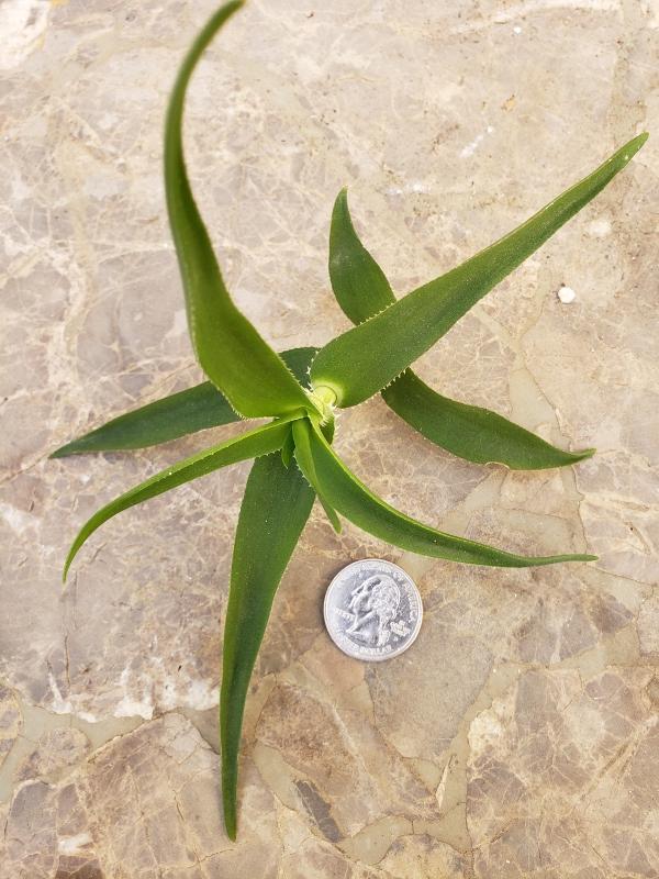 CUTTINGS Specific Succulent Species - 10 Count-Succulent - Cutting-The Succulent Source