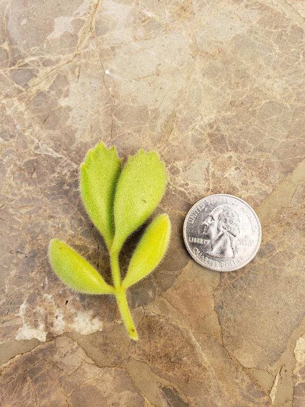 CUTTINGS Specific Succulent Species - 10 Count-Succulent - Cutting-The Succulent Source