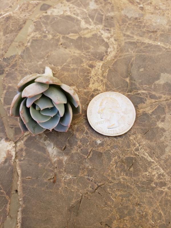 CUTTINGS Specific Succulent Species - 10 Count-Succulent - Cutting-The Succulent Source