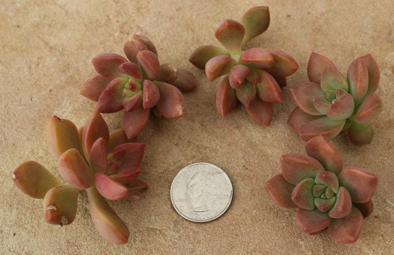 CUTTINGS by Specific Species - 10 Count bulk wholesale succulent prices at the succulent source - 8