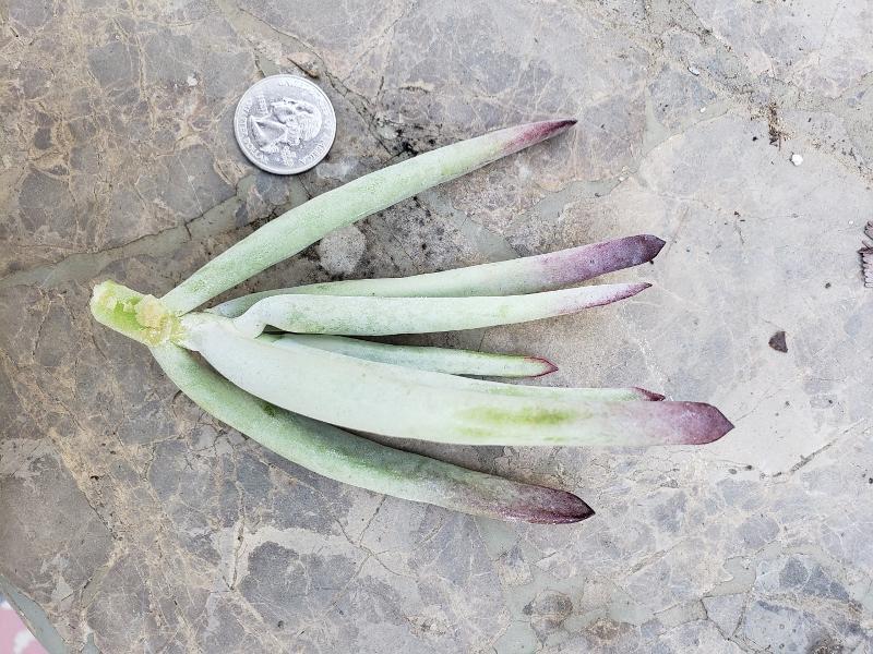 CUTTINGS Specific Succulent Species - 10 Count-Succulent - Cutting-The Succulent Source