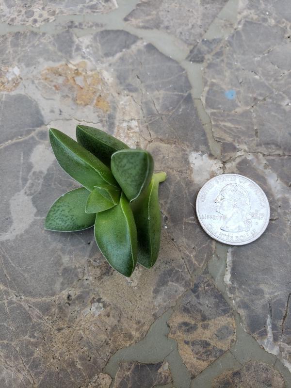 CUTTINGS Specific Succulent Species - 10 Count-Succulent - Cutting-The Succulent Source