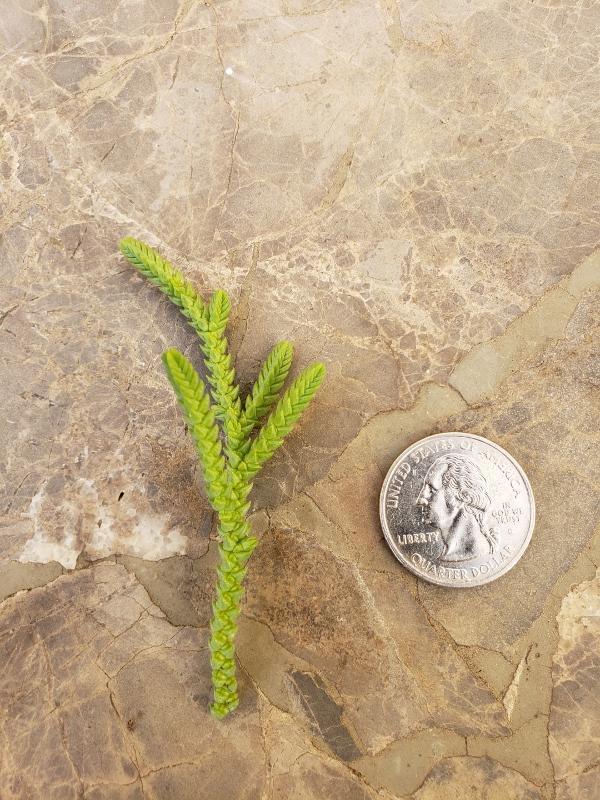 CUTTINGS Specific Succulent Species - 10 Count-Succulent - Cutting-The Succulent Source