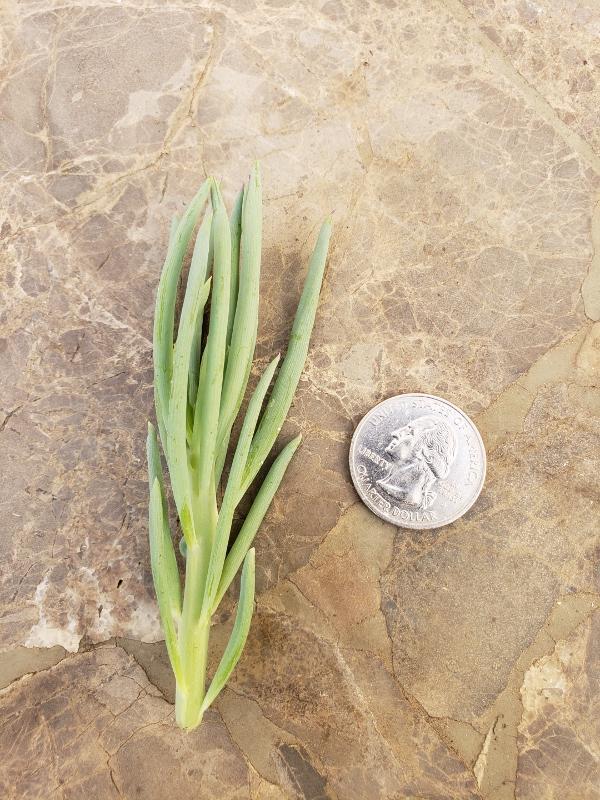 CUTTINGS Specific Succulent Species - 10 Count-Succulent - Cutting-The Succulent Source