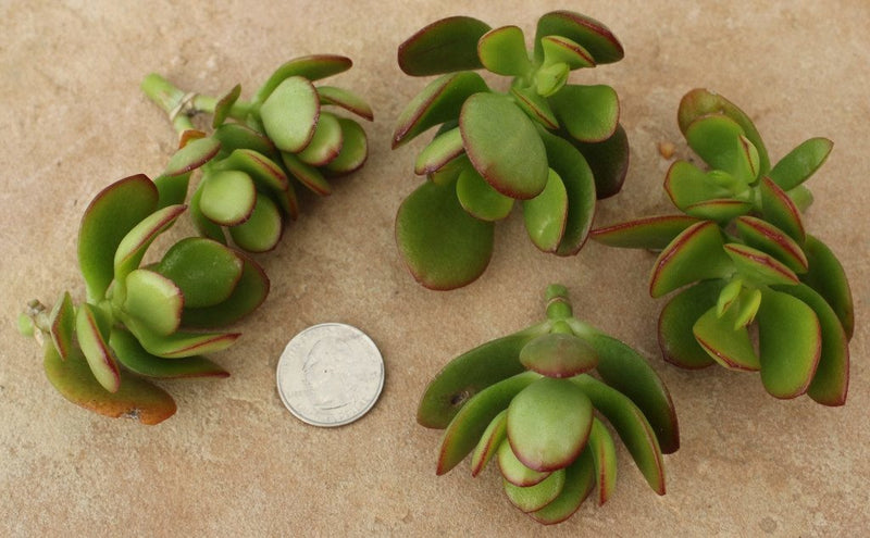 CUTTINGS by Specific Species - 10 Count bulk wholesale succulent prices at the succulent source - 6