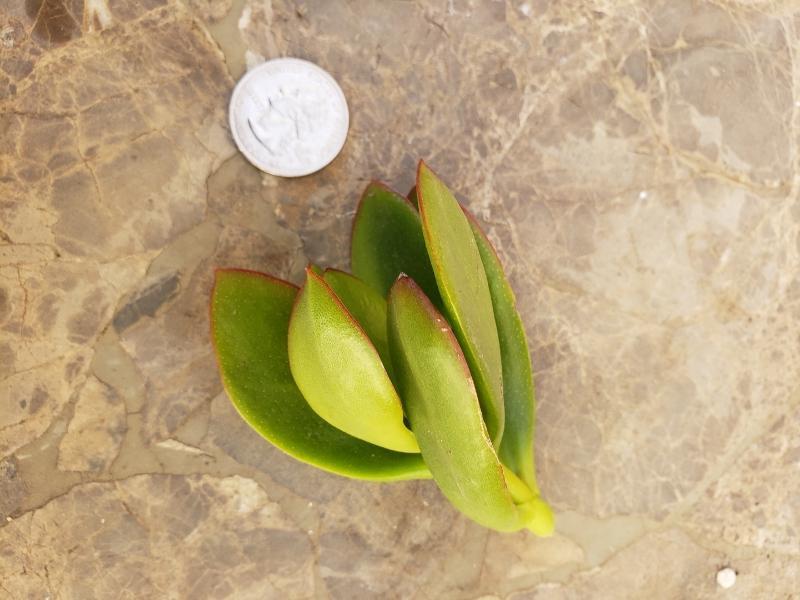 CUTTINGS Specific Succulent Species - 10 Count-Succulent - Cutting-The Succulent Source