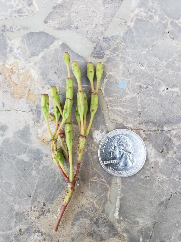 CUTTINGS Specific Succulent Species - 10 Count-Succulent - Cutting-The Succulent Source