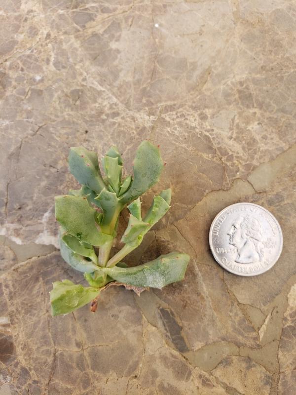 CUTTINGS Specific Succulent Species - 10 Count-Succulent - Cutting-The Succulent Source