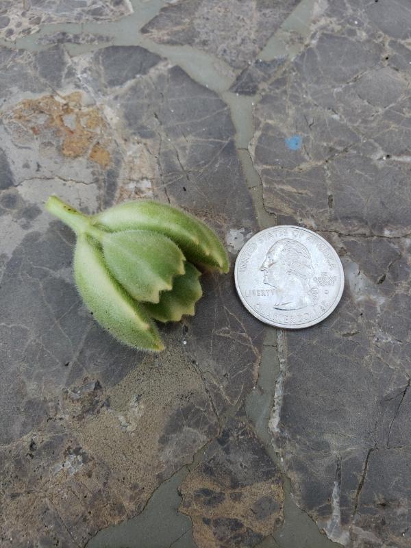 CUTTINGS Specific Succulent Species - 10 Count-Succulent - Cutting-The Succulent Source