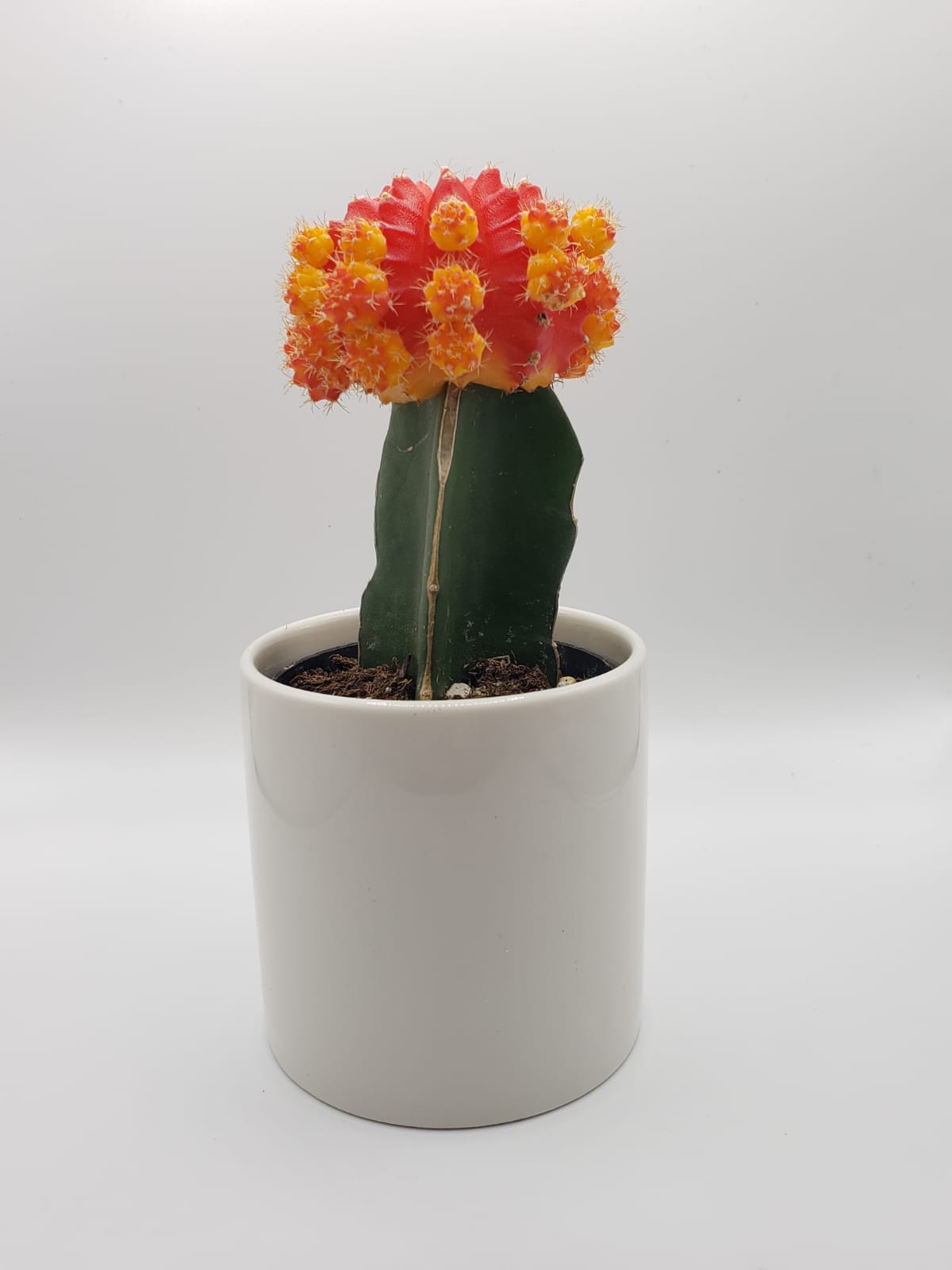 Ceramic Gift-Succulent - Corporate-The Succulent Source
