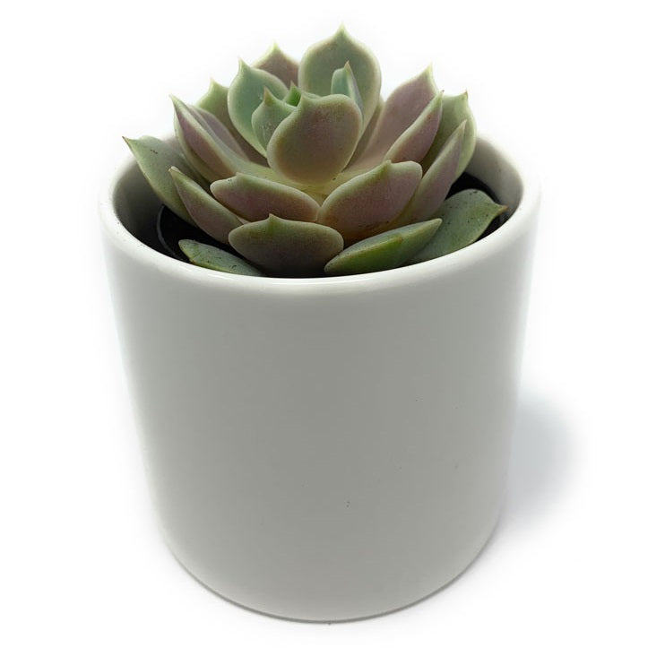 Ceramic Pot-Accessory-The Succulent Source