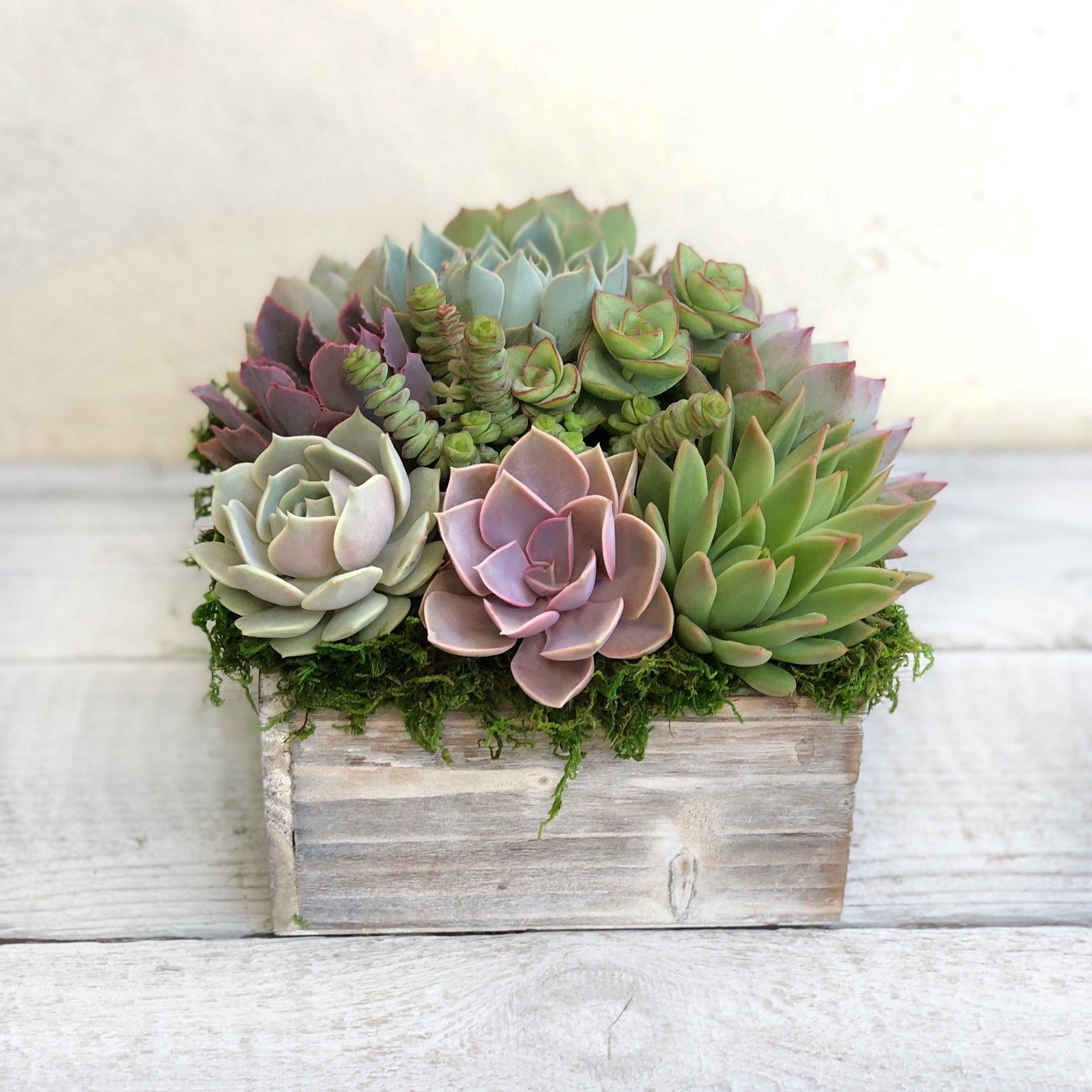 Chloe Succulent Arrangement.