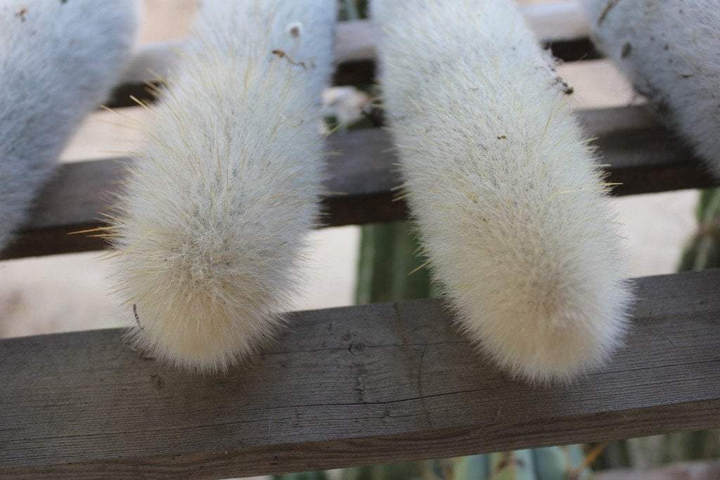 Cleistocactus strausii Ornamental Cactus DIY rooting Cutting approx 12"-Cactus - Cutting-The Succulent Source