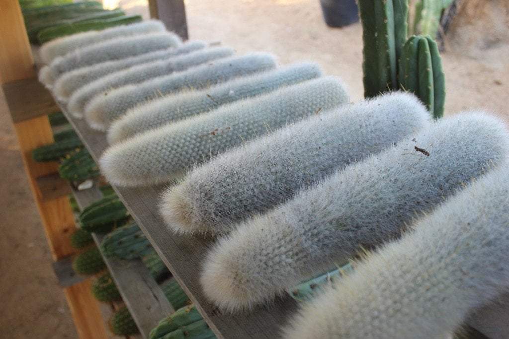 Cleistocactus strausii Ornamental Cactus DIY rooting Cutting approx 12"-Cactus - Cutting-The Succulent Source